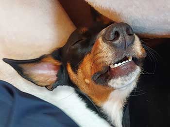 Praxishund Mathilda